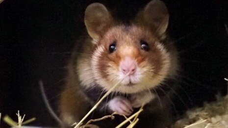 Feldhamster schaut aus Hütte in Zuchtstation