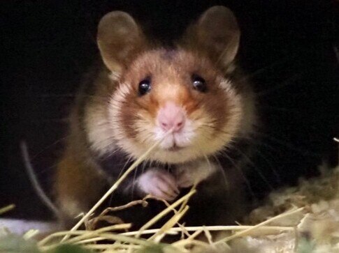 Feldhamster schaut aus Hütte in Zuchtstation