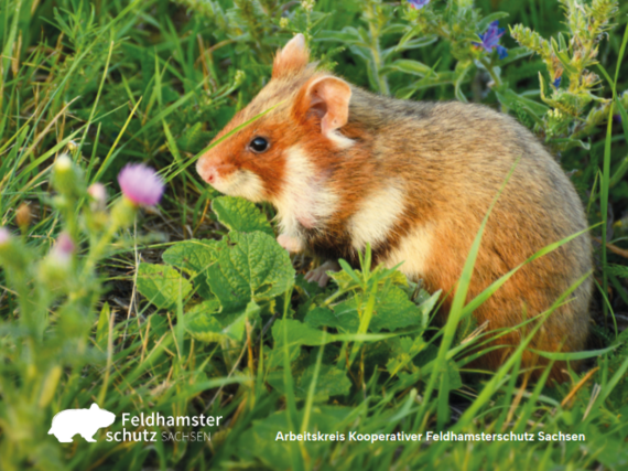 Titelbild der Strategie für den kooperativen Feldhamsterschutz 2024-2035