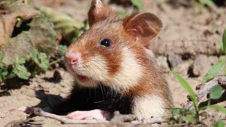 Feldhamster schaut samt Oberkörper aus Loch heraus