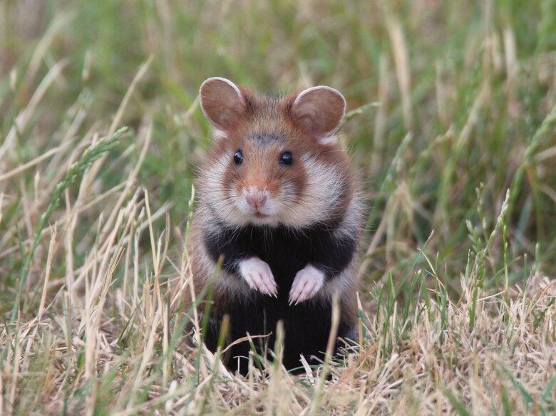 Feldhamster sitzt aufrecht