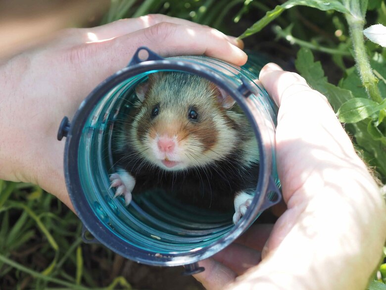 Feldhamster_unmittelbar_vor_der_Aussetzung_in_der_Transportbox