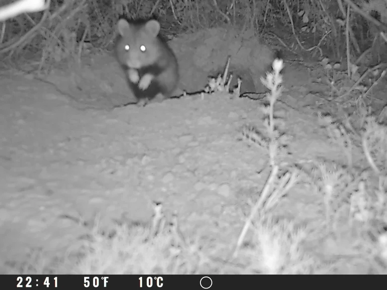 Feldhamster rennt in der Nacht über seinen Bau richtung Wildkamera