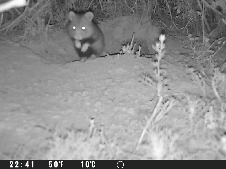 Feldhamster rennt in der Nacht über seinen Bau richtung Wildkamera