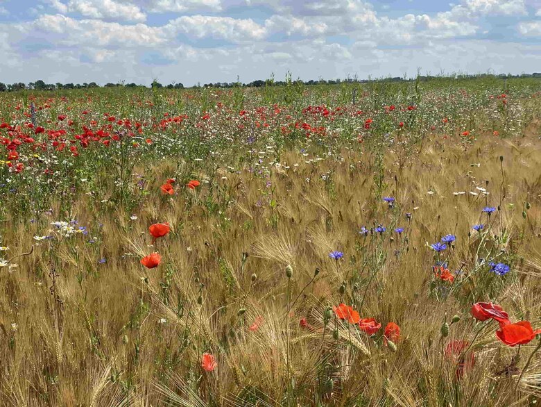 Feldhamsterfreundlicher Streifenanbau