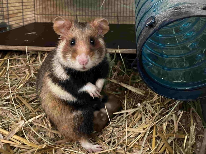 Feldhamster säugend aufrecht in Zuchtstation